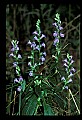 1-6-07-00273-Lobelia.jpg