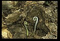 01036-00001-Ferns.jpg