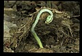 01036-00002-Ferns.jpg