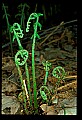 01036-00003-Ferns.jpg
