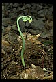 01036-00004-Ferns.jpg
