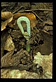 01036-00005-Ferns.jpg