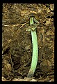 01036-00007-Ferns.jpg
