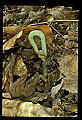01036-00008-Ferns.jpg