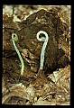 01036-00009-Ferns.jpg
