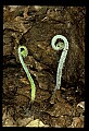 01036-00010-Ferns.jpg
