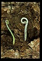 01036-00011-Ferns.jpg