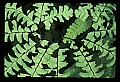 01036-00012-Ferns.jpg