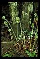 01036-00013-Ferns.jpg