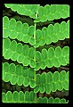 01036-00014-Ferns.jpg