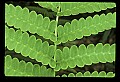 01036-00015-Ferns.jpg