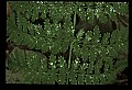 01036-00016-Ferns.jpg