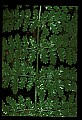 01036-00017-Ferns.jpg