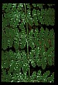 01036-00018-Ferns.jpg