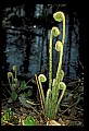 01036-00019-Ferns.jpg