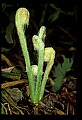 01036-00021-Ferns.jpg