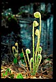 01036-00022-Ferns.jpg
