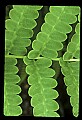 01036-00023-Ferns.jpg