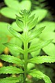 1-6-07-00192 fern leaf.jpg