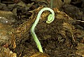 1-6-07-00253 fiddlehead fern growing through  leaves.jpg