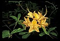 01015-00018-Orange Flowers-Flame Azalea.jpg