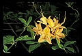 01015-00019-Orange Flowers-Flame Azalea.jpg