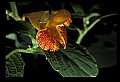 01015-00020-Orange Flowers-Jewelweed.jpg
