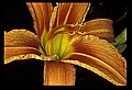 01015-00025-Orange Flowers-daylily.jpg