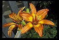 01015-00029-Orange Flowers.jpg