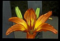 01015-00030-Orange Flowers.jpg
