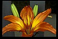 01015-00031-Orange Flowers.jpg
