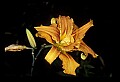 01015-00032-Orange Flowers-orange daylily.jpg