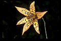 01015-00036-Orange Flowers-Canada Lily.jpg