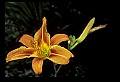 01015-00037-Orange Flowers-orange daylily.jpg