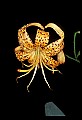 01015-00040-Orange Flowers-Tiger lily.jpg