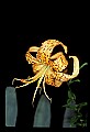 01015-00041-Orange Flowers-Tiger lily.jpg