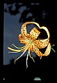 01015-00042-Orange Flowers-Tiger lily.jpg