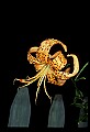 01015-00045-Orange Flowers-Tiger lily.jpg