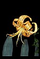 01015-00046-Orange Flowers-Tiger lily.jpg
