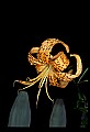 01015-00049-Orange Flowers-Tiger lily.jpg