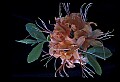 01015-00050-Orange Flowers-Azalea.jpg
