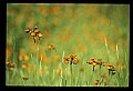 01015-00057-Orange Flowers-Orange Hawkweed.jpg
