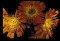 01015-00066-Orange Flowers-Orange Hawkweed.jpg