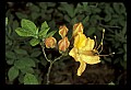 01015-00070-Orange Flowers-Flame Azalea.jpg