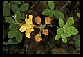01015-00074-Orange Flowers-Flame Azalea.jpg