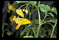 01015-00077-Orange Flowers.jpg