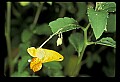 01015-00078-Orange Flowers-Touch-me-not.jpg