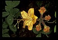 01015-00090-Orange Flowers-Flame Azalea.jpg