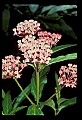 001025-00005-Pink Flowers-Milkweed Blossoms.jpg