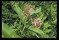 001025-00006-Pink Flowers-Milkweed Blossoms.jpg